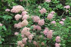 Spiraea arcuata